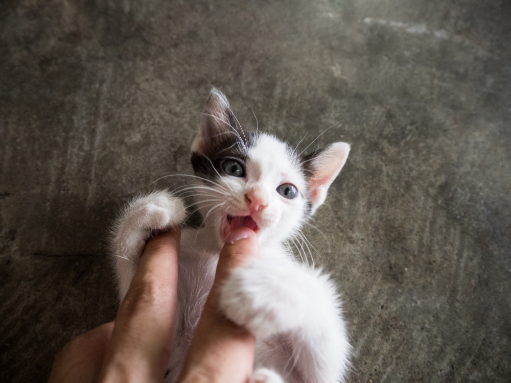 Cute kitten biting or suckling a human hand