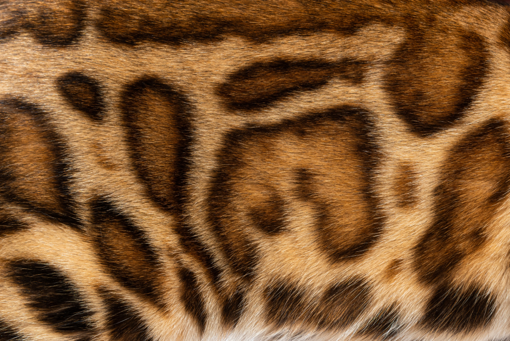 Detail of the fur pattern of a brown Bengal cat