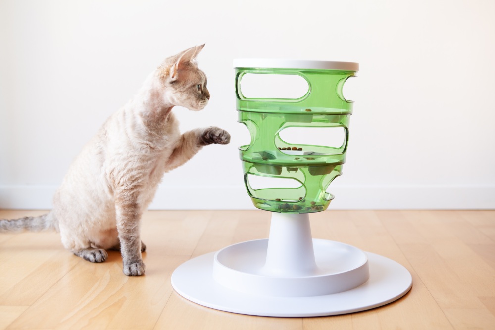 Devon Rex cat plays with a slow feeder toy