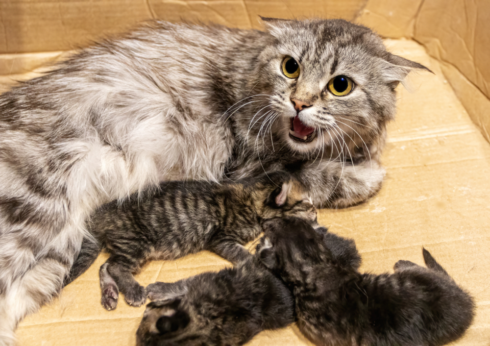 Domestic cat female aggressive,angry,hisses while protecting her three 3 days old kittens in a cardboard box