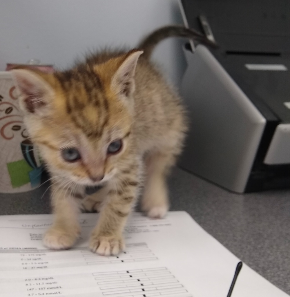 Even as a kitten Tiller was always looking for odd things to play with!