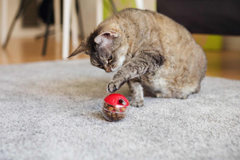 Fat tabby cat is playing with a feeder ball toy