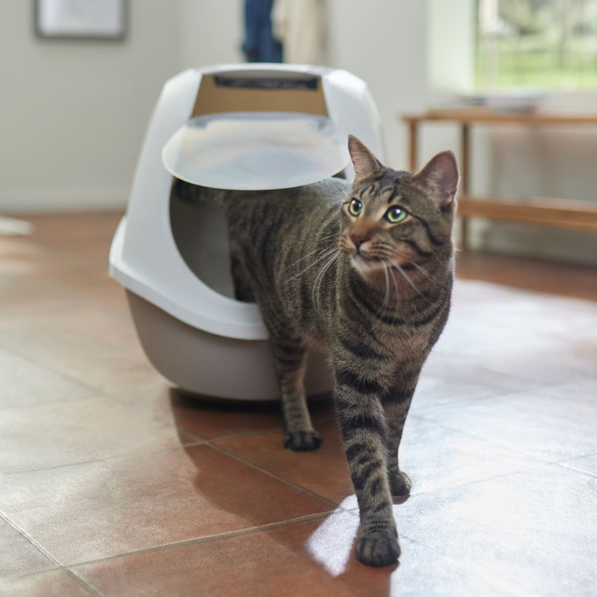 Frisco Hooded Cat Litter Box