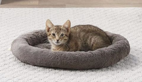 Frisco Self-Warming Bolster Kitten Bed