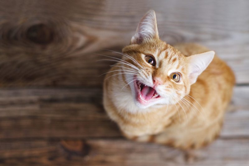 Ginger tabby young cat sitting on a wooden floor looks up, asks for food, meows