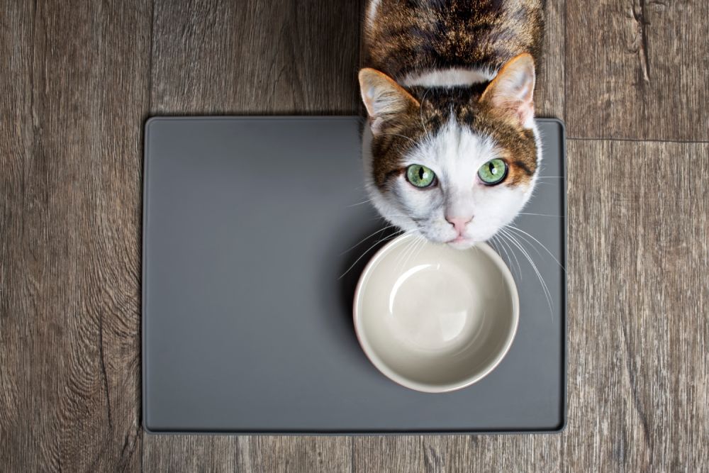 Hungry cat sitting in front of a emty food dish and looking up