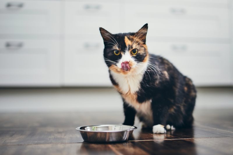 Hungry cat sitting next to bowl of food at home kitchen and looking at camera