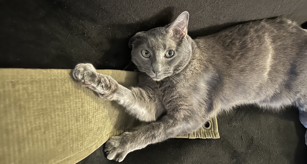 I can tear up the couch and the scratching pad at the same time. I'm gifted.