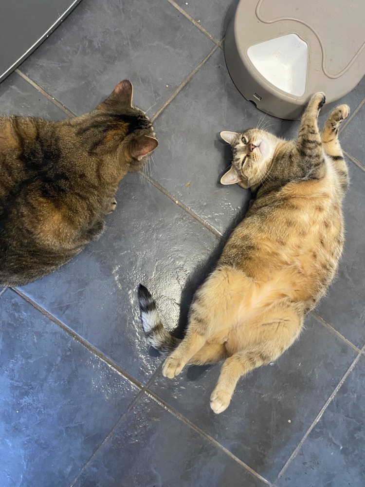 If not fed on time, both cats resort to various forms of playing dead.