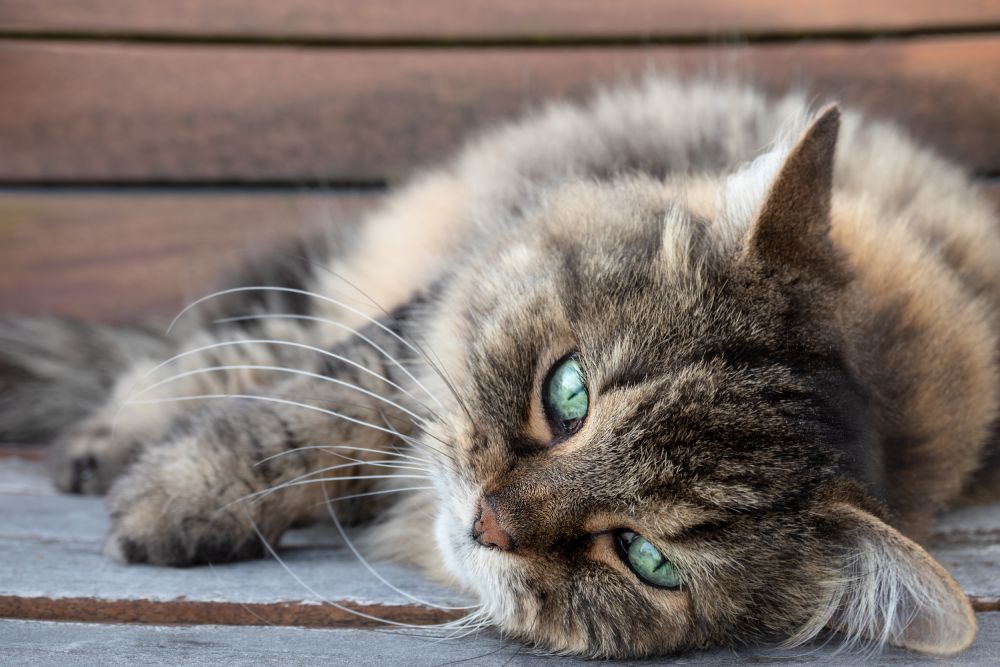 Long hair tabby cat with beautiful green eyes and long whiskers stretched out and relaxed senior cat