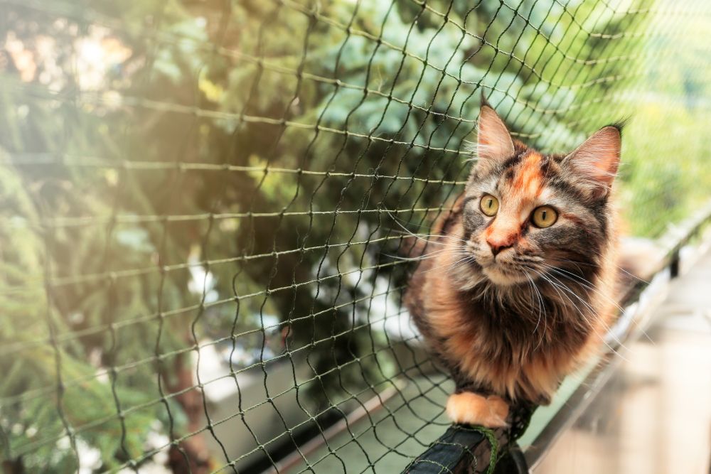 Maine coon cat on a balcony with protective net