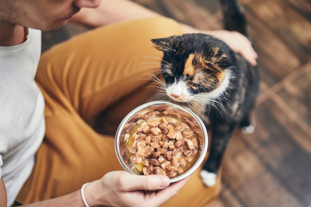 Man holding bowl with feeding for his hungry domestic cat