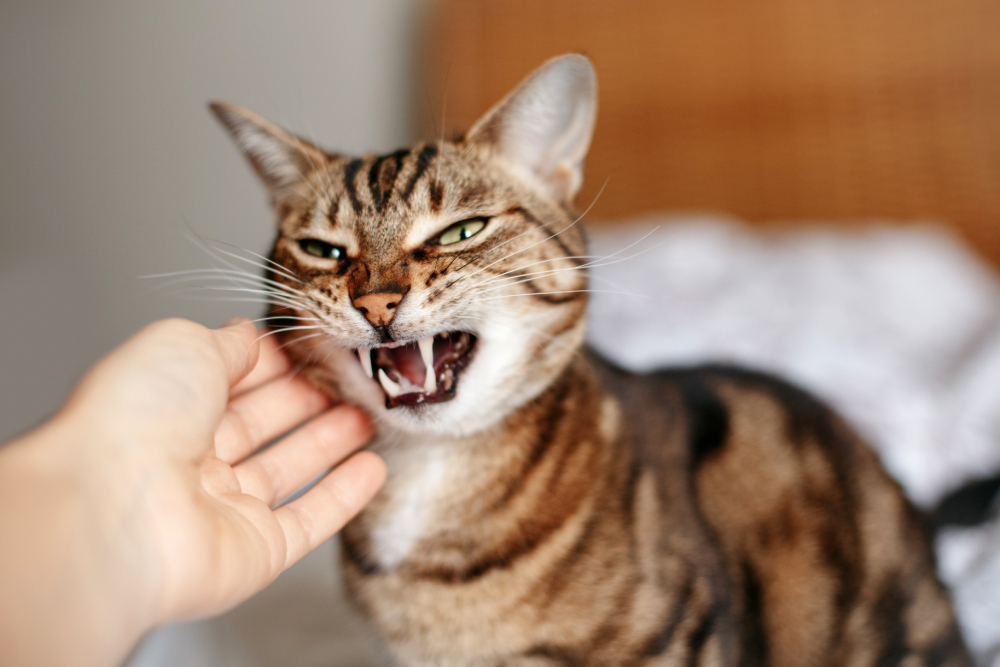 Man woman petting stroking hissing aggressive angry tabby cat
