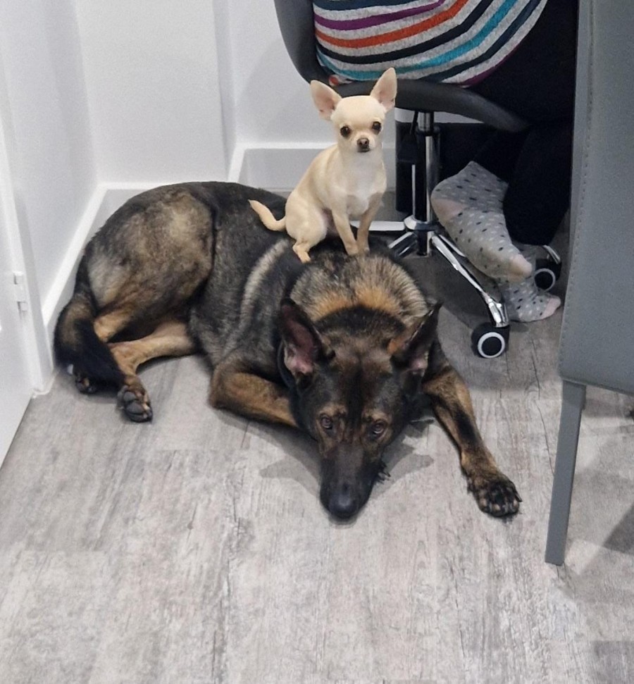 Ned the Chihuahua and Kodah the German Malinois