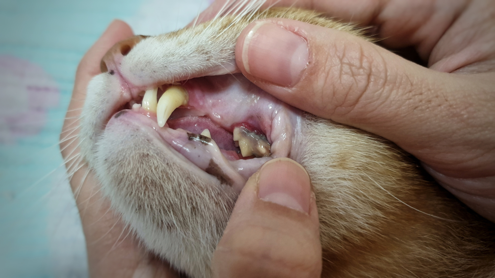 Open adult cat's mouth showing sharp teeth surface