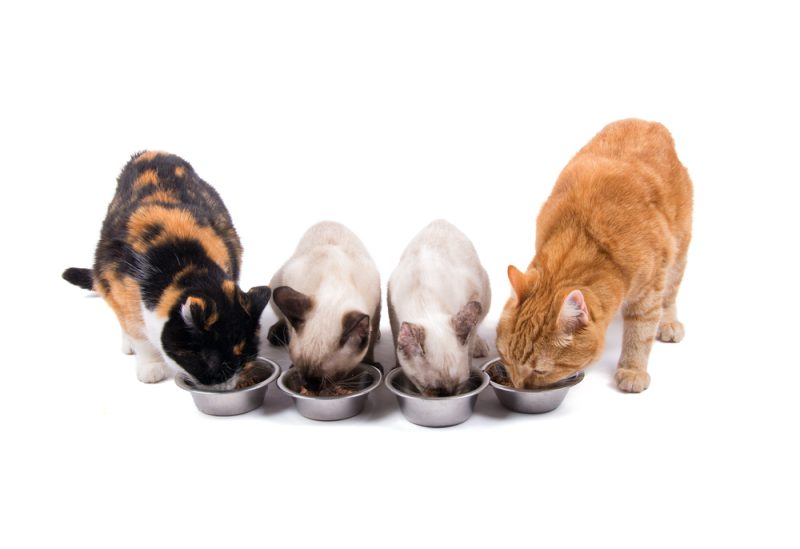 Orange and calico cats with brown and white kittens eating from their food bowls