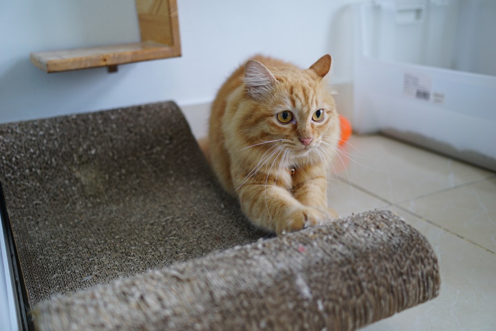 Orange cat lays on the scratching pad