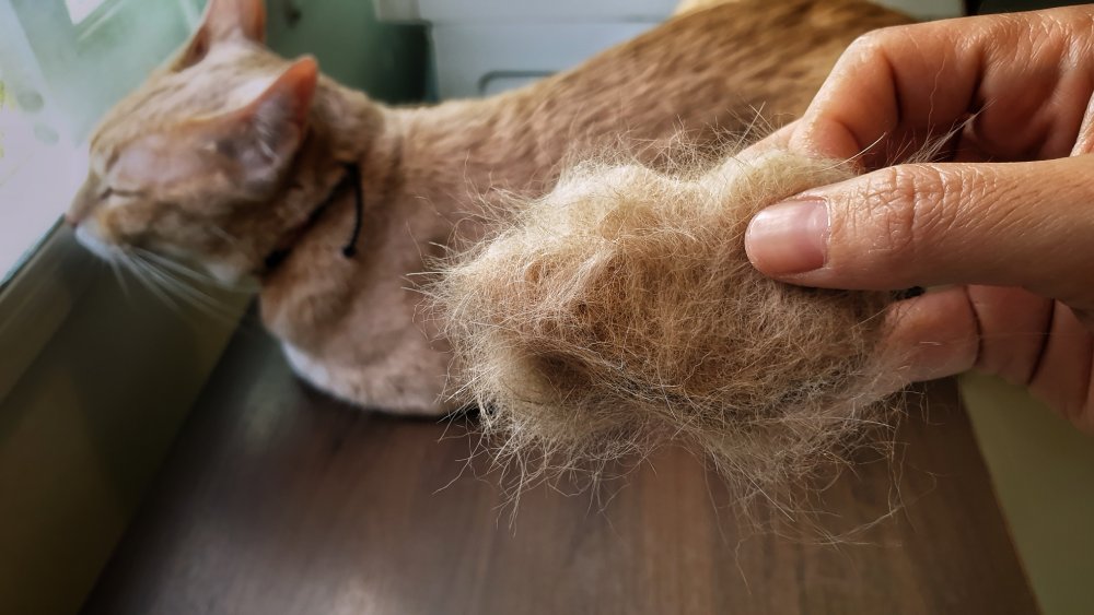Owner hand holding pet fur clump with blurred cat background