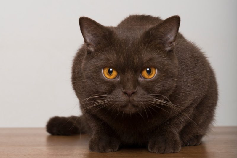 Portrait of a brown British Shorthair Cat looking at the camera