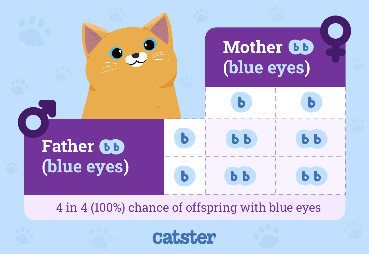 Predicting Phenotypes Color of the Eyes Infographic_Father Blue Eyes) Mother (Blue Eyes)