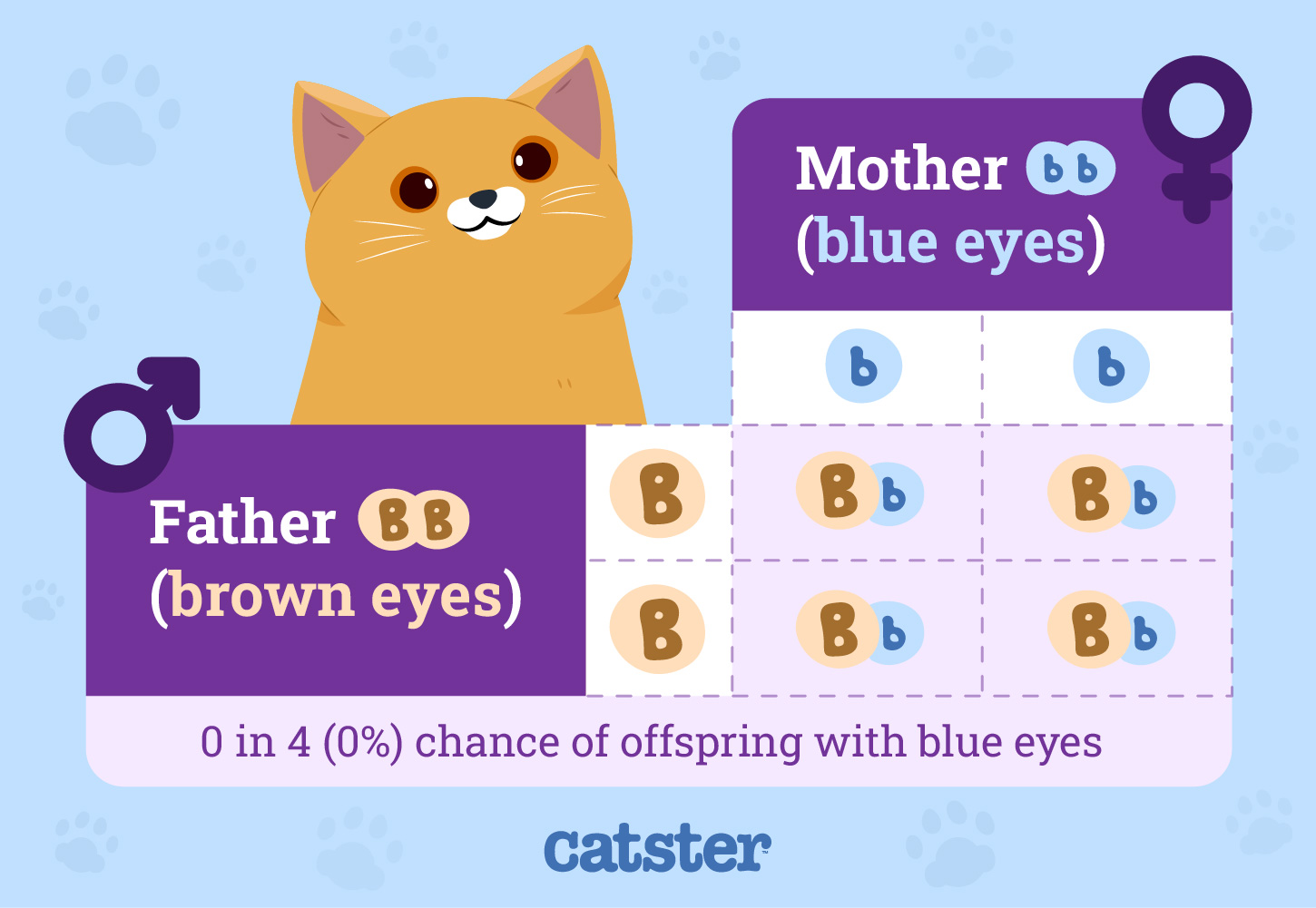 Predicting Phenotypes Color of the Eyes Infographic_Father (Brown Eyes) Mother (Blue Eyes)