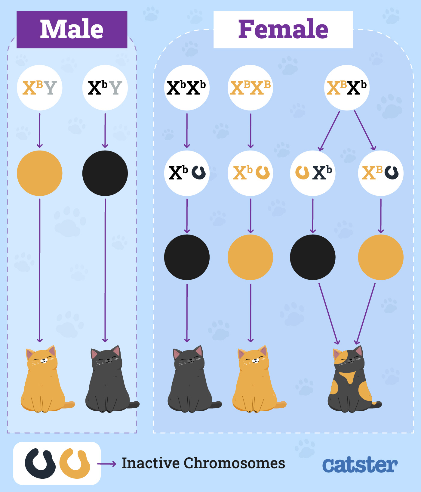 Predicting Phenotypes for orange cats