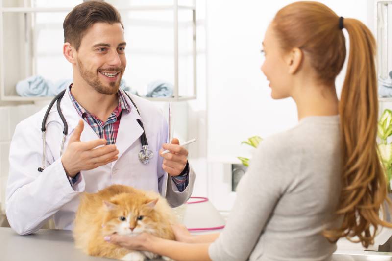Professional handsome male vet smiling joyfully talking to his female client after examining her cat