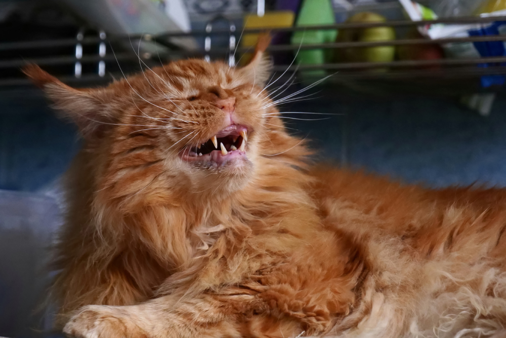 Red maine coon cat grinning squinted eyes about to sneeze