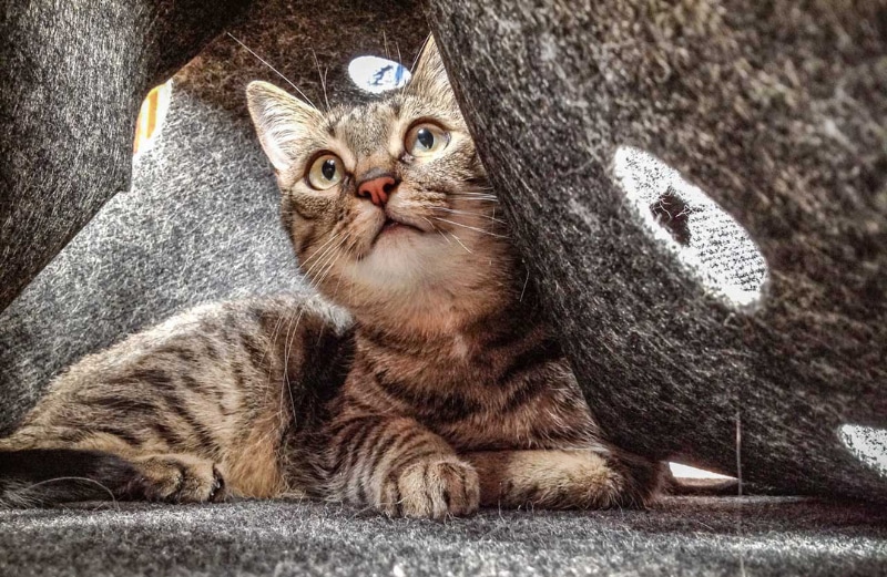 Ripple Rug for Cats - cat playing with the product