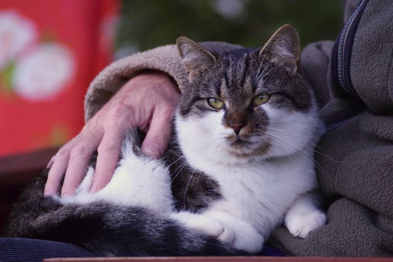 Senior old man holding a cat