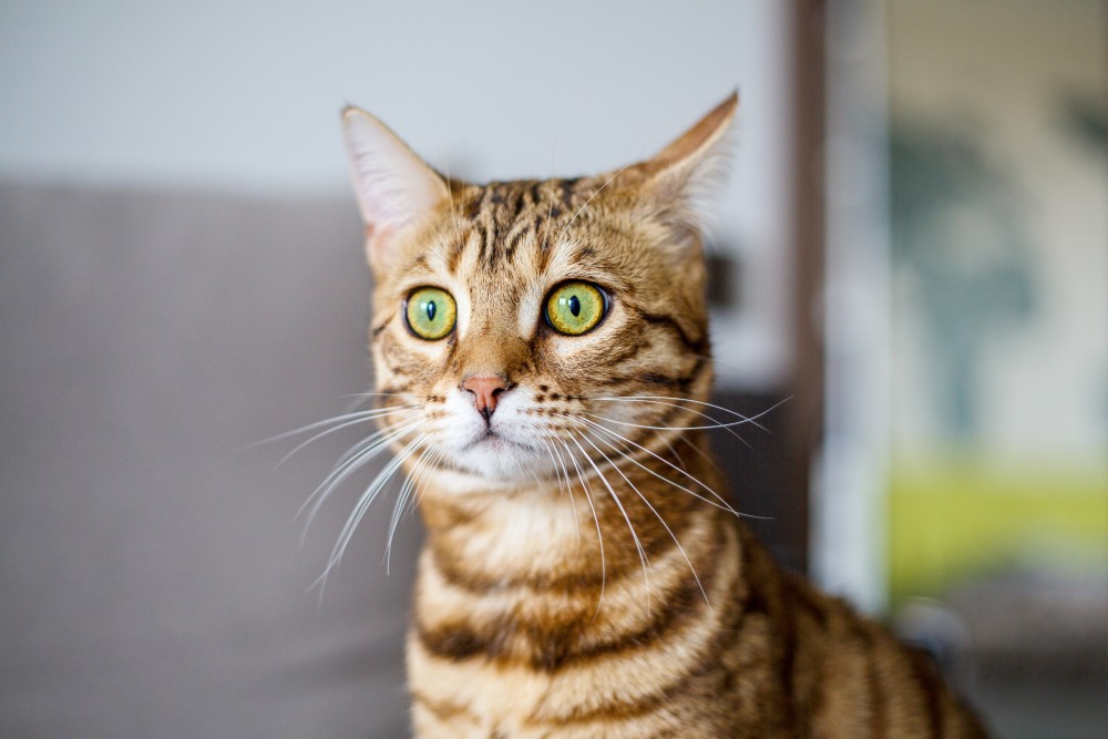 Shocked cat looking close up