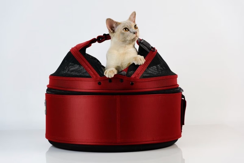 Sleepypod Mobile Pet Bed - cat in the product