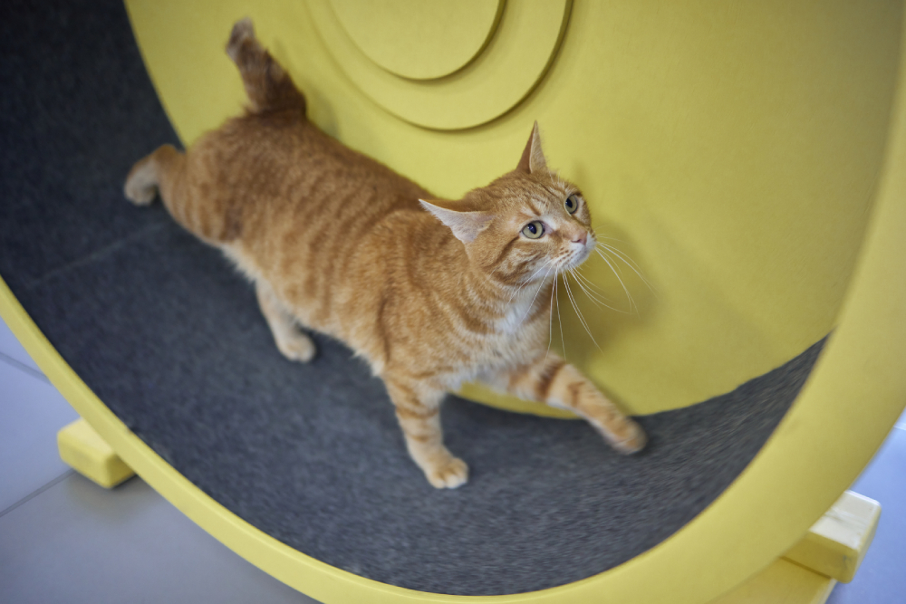 Smoky cat running on exercise wheel or training apparatus