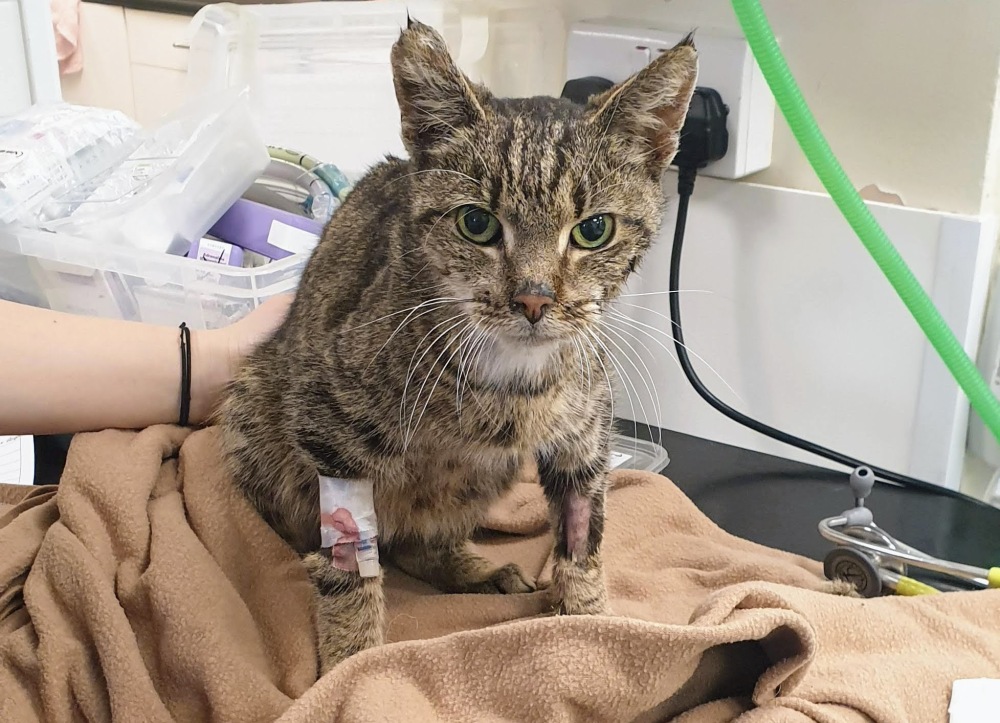 Sparky immediately after being brought in, after receiving some painkillers.