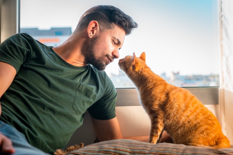 Tabby cat smelling a young man in front of the window
