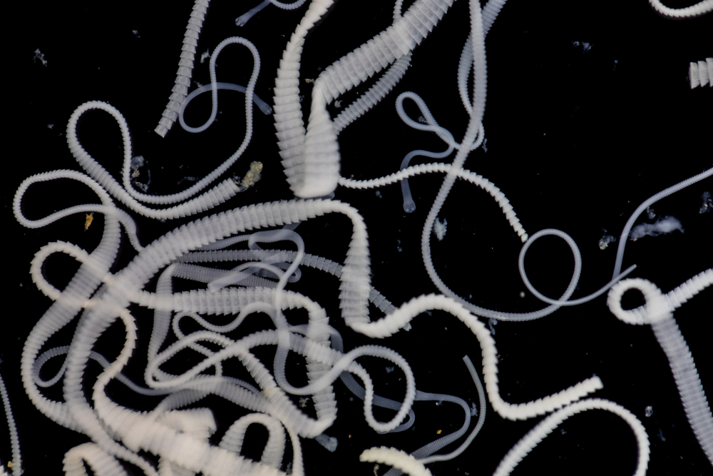 Tapeworms Close up