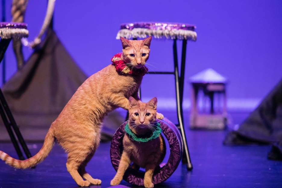 The Acro-Cats