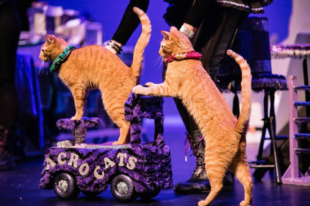 The Amazing Acro Cats