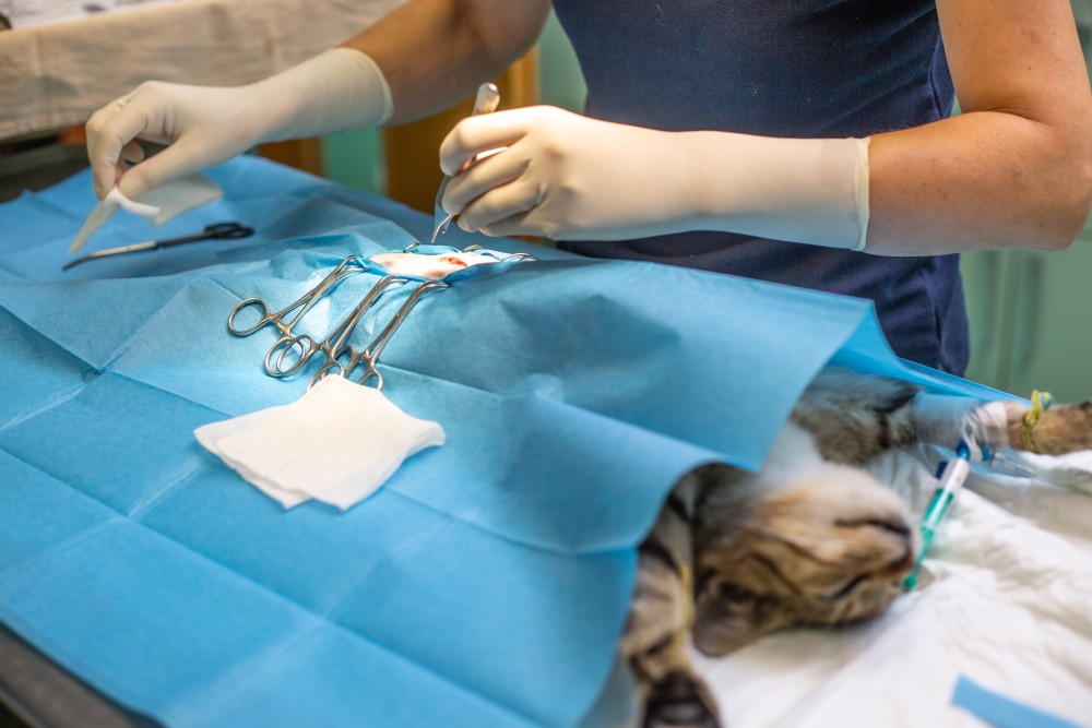 Vet surgery neutering or spaying a cat on the veterinary clinic ovarian removal