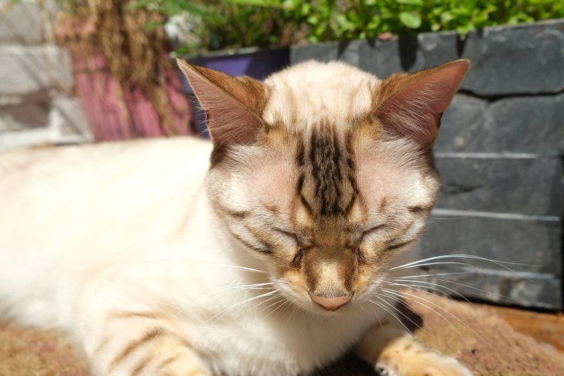 White cat enjoying the sun at the roof garden