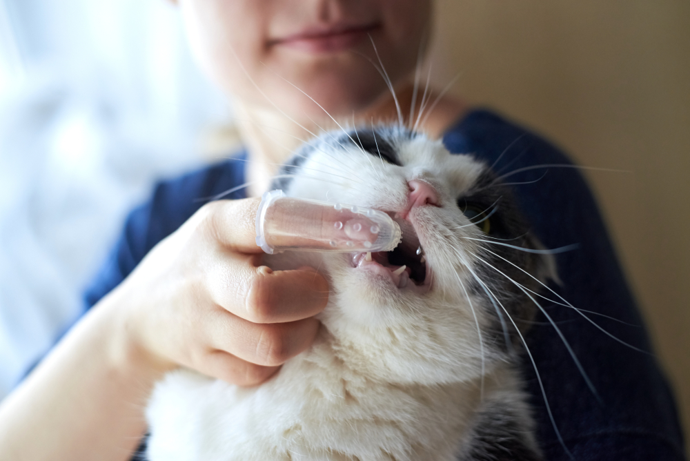 Woman brushes cat's teeth with a silicone toothbrush on her finger