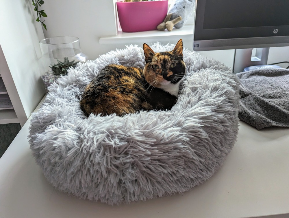 Zazzles has 'found' this bed on my desk...