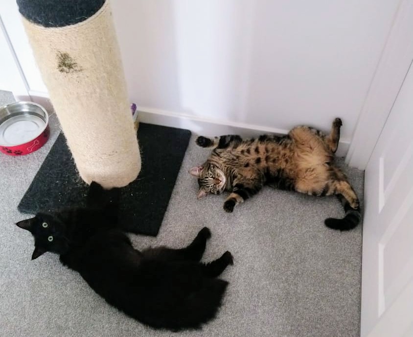 Zelda and Cyril enjoying some catnip on the scratching post