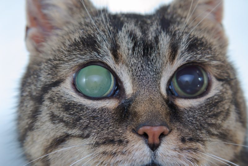 acute glaucoma in adult cat's eyes