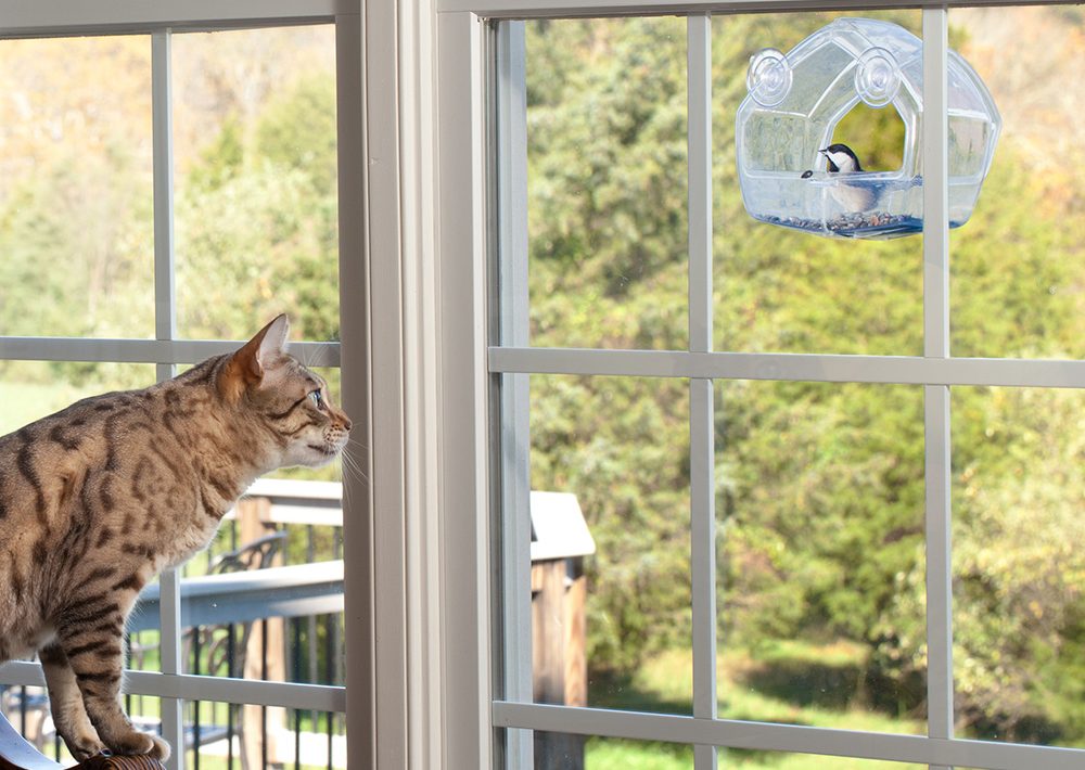 bengal cat looking at the bird feeder in window