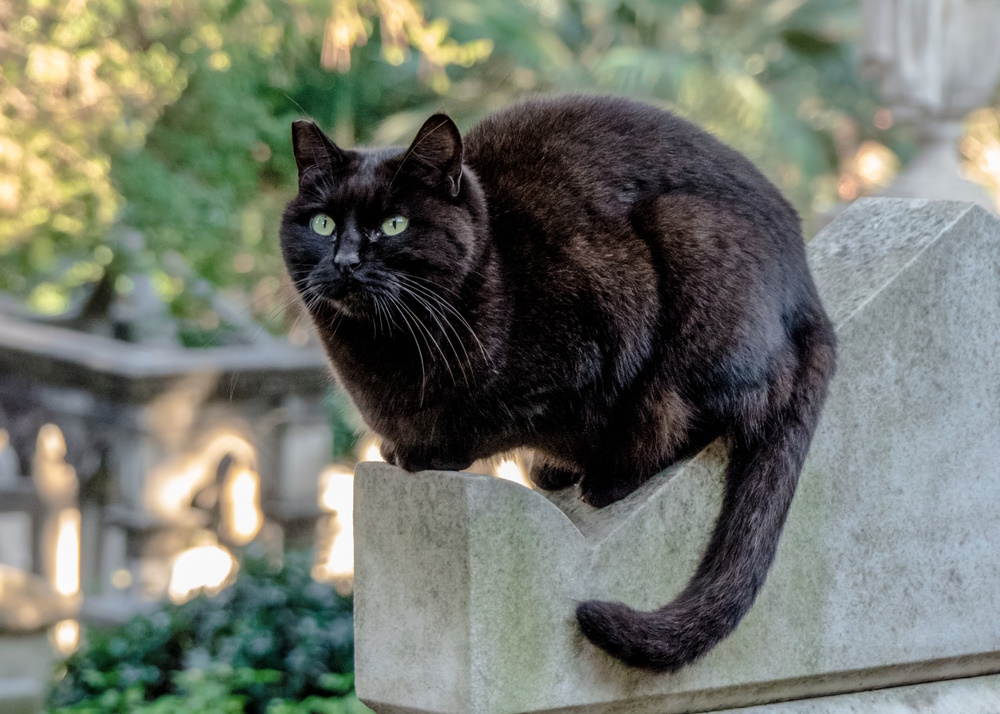 black-cat-above-a-grave