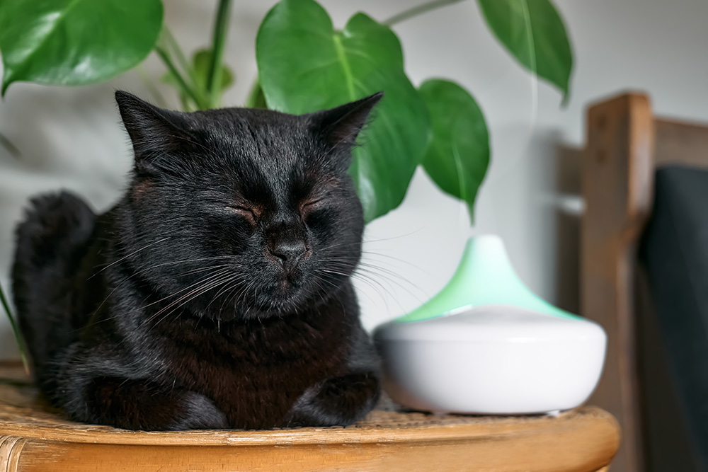 black cat sleeping beside the diffuser