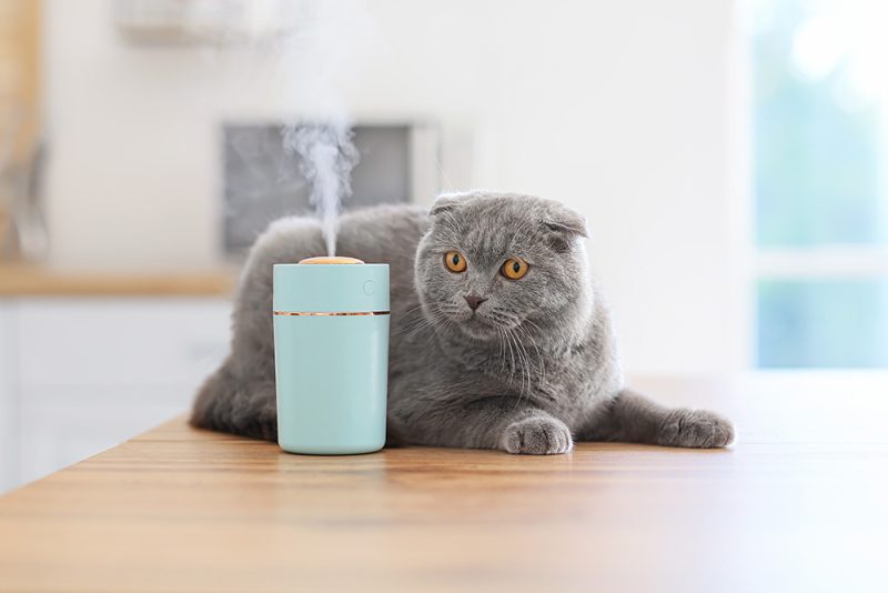 blue cat beside a diffuser