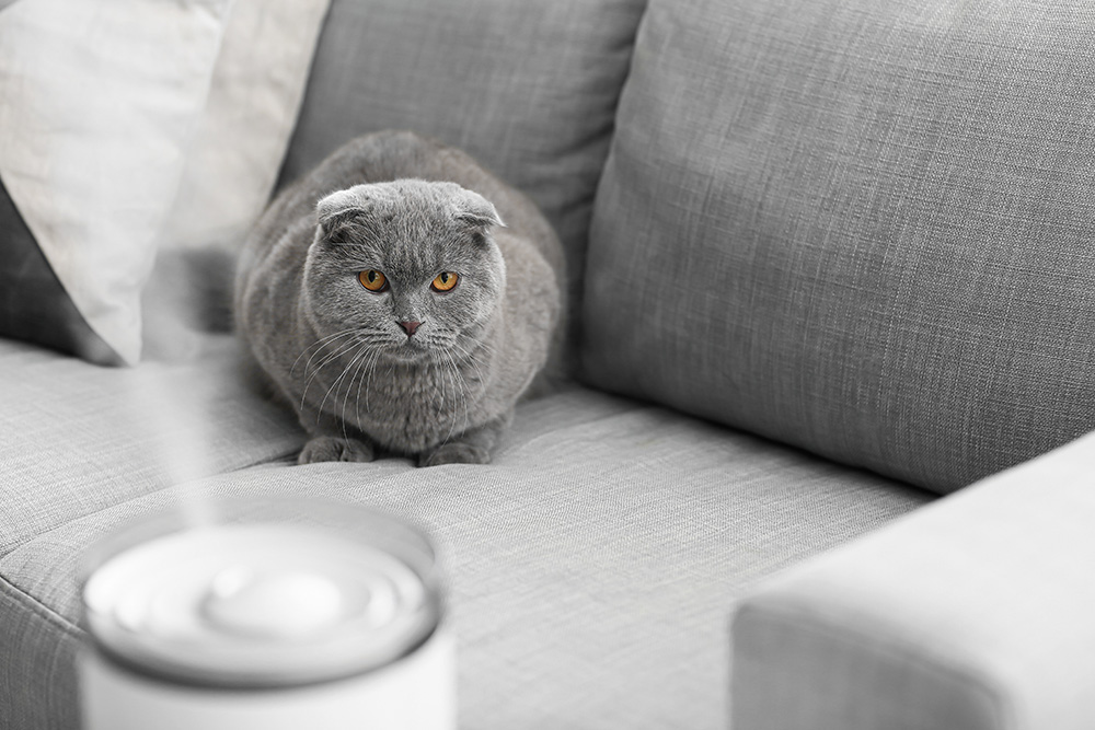 blue cat sitting on the sofa looking at the diffuser