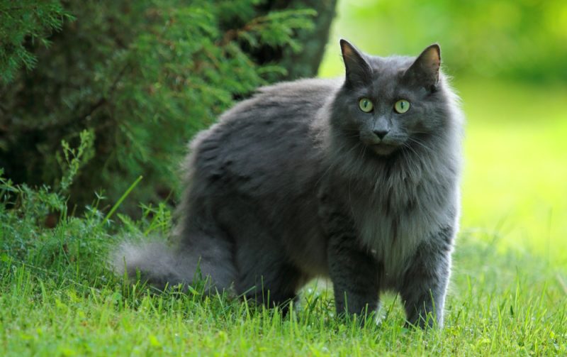 blue-norwegian-forest-cat-in-the-grass